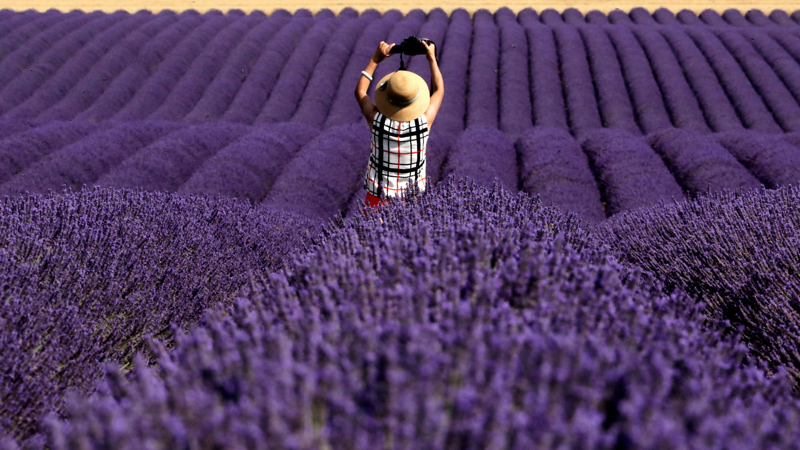 The Science Behind Lavender’s Relaxing Powers: What Research Says