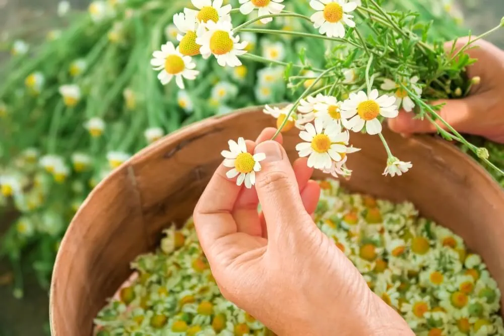 Chamomile: More Than a Sleep Aid – Discover Its Full Potential