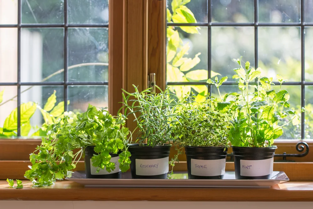 5 Easy-to-Grow Medicinal Herbs for Your Kitchen Window